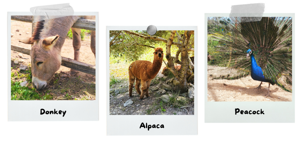 beranu-froriu-a-flowery-garden-in-the-heart-of-sardinia-donkey-alpaca-peacock