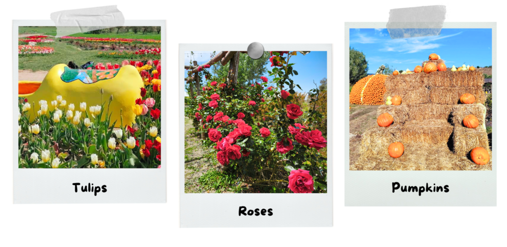 beranu-froriu-a-flowery-garden-in-the-heart-of-sardinia-tulips-roses-pumpkin