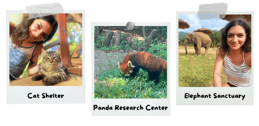 sustainable-tourism-stop-supporting-animal-cruelty-while-travelling-cat-panda-elephant