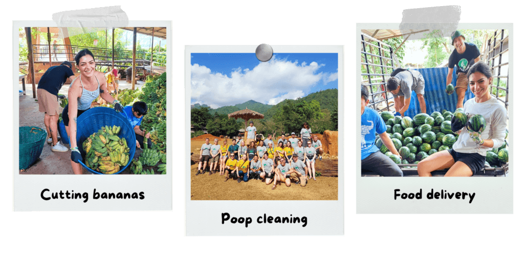 elephant-nature-park-activities