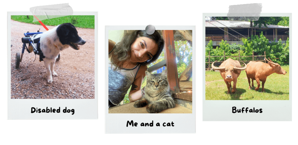 elephant-nature-park-disabled-dog-cat-buffalos