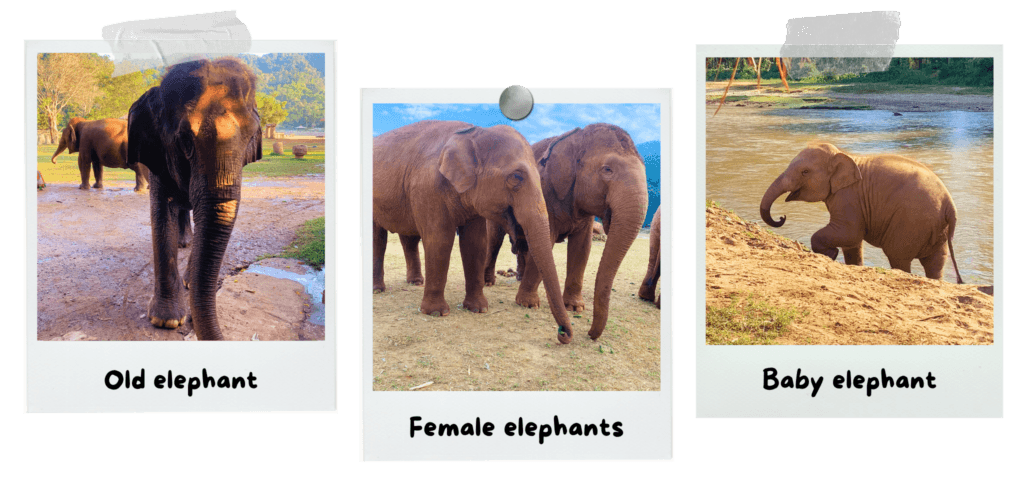elephant-nature-park-elephants