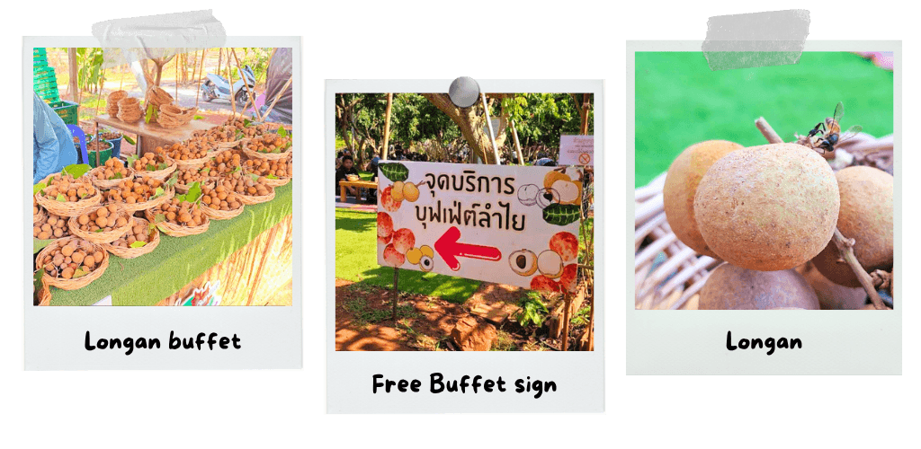 maple-gardens-a-thai-flower-wonderland-in-kanchanaburi-longan-buffet